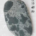 海洋动物