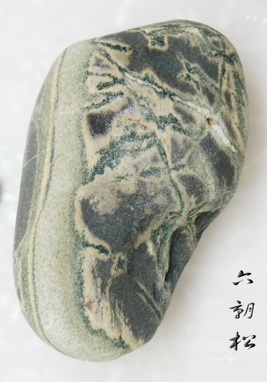 六朝松.jpg