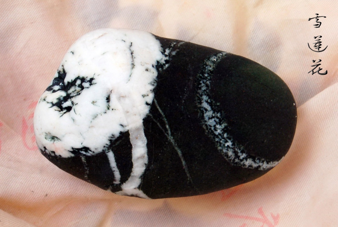雪莲花.jpg