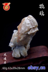鹦鹉